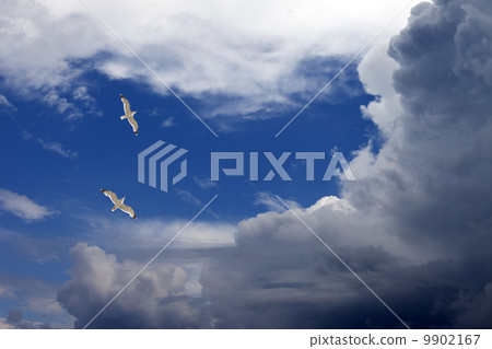 Two seagulls hover in sky 9902167