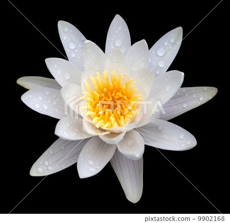 Victoria amazonica, water lilie Victoria amazonica, water lilie 9902168