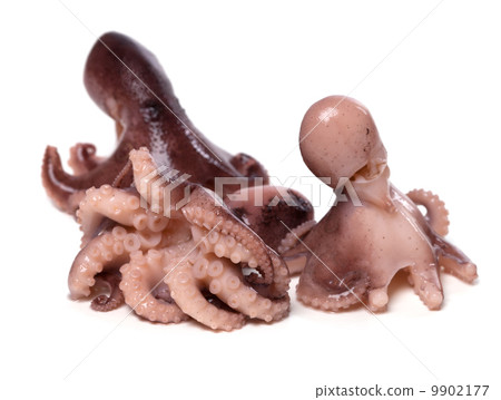 Three small octopus on white background 9902177