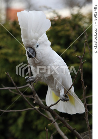 Sulphur-crested Cockatoo Parrot dancing on some tree 9902498