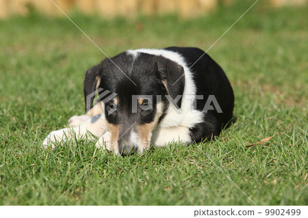 Collie Smooth in the garden 9902499