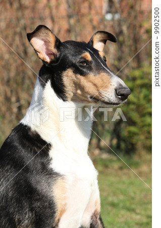 Nice Collie Smooth in the garden 9902500