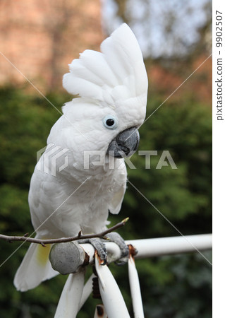 Sulphur-crested Cockatoo Parrot looking at you 9902507