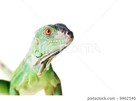 Green iguana 9902540