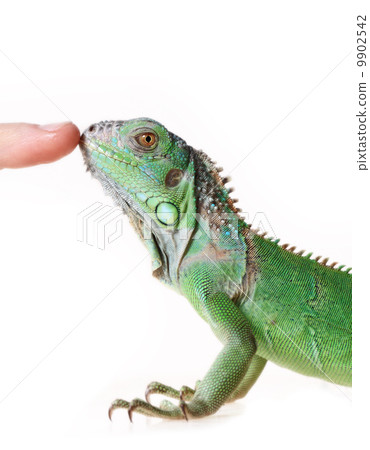 Green iguana Green iguana 9902542