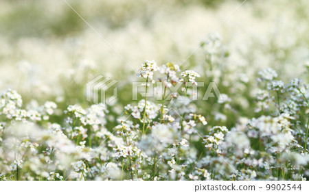 Capsella bursa-pastoris Capsella bursa-pastoris 9902544