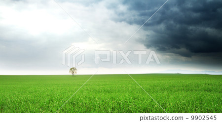 lonely tree on a field lonely tree on a field 9902545