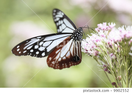 Asagi madara dancing fluttering in summer highlands and yoduba eyodori Asagi madara dancing fluttering in summer highlands and yoduba eyodori 9902552