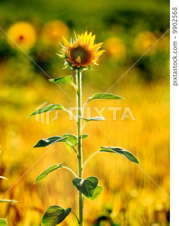 sunflowers 9902568