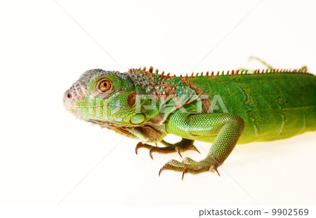 Green iguana 9902569