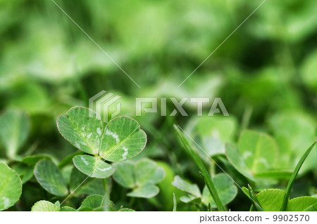 Green Clover 9902570