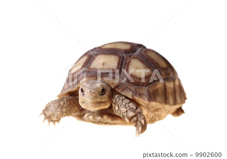 African Spurred Tortoise (Sulcata) 9902600