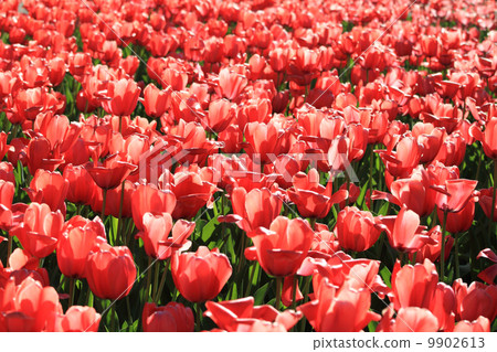 Red tulip 9902613
