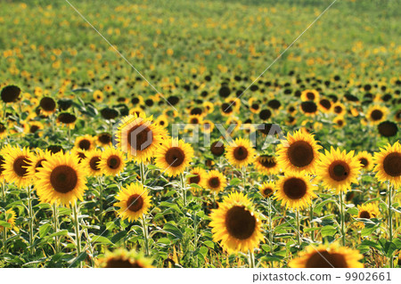 Sunflowers field Sunflowers field 9902661