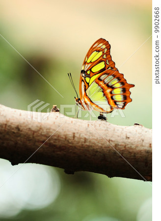 Red lacewing butterfly (lat. Cethosia biblis) 9902668