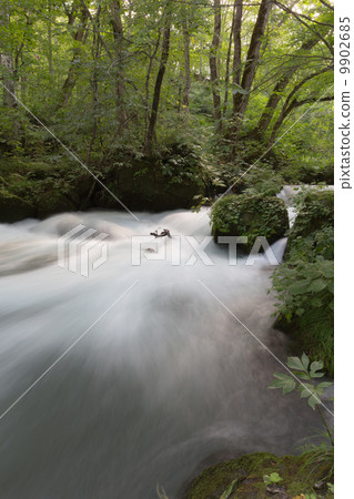 Oirase stream Oirase stream 9902685