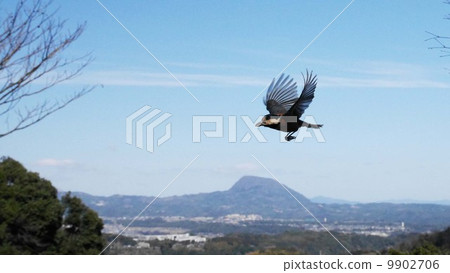 Flight of Yamagara Flight of Yamagara 9902706