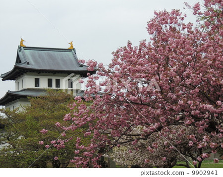 松前城堡和櫻花 9902941