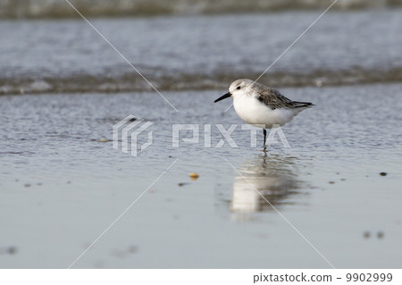 Sanderling (Calidris alba) - the Netherlands Sanderling (Calidris alba) - the Netherlands 9902999