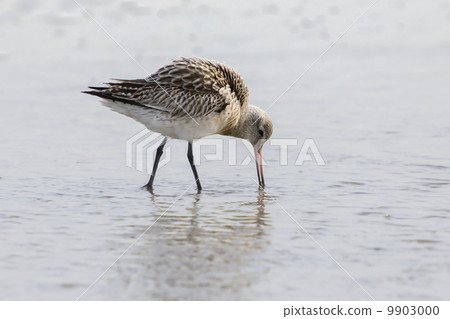 Bar-tailed Godwit (Limosa lapponica) 9903000