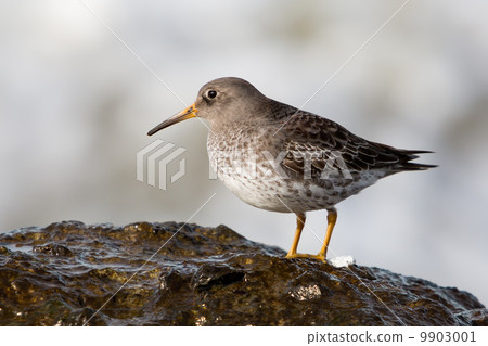 Purple Sandpiper (Calidris maritima) Purple Sandpiper (Calidris maritima) 9903001