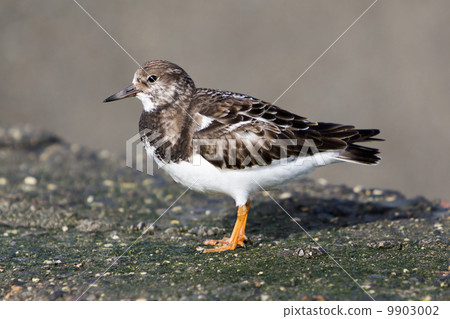 Ruddy Turnstone (Arenaria interpres) Ruddy Turnstone (Arenaria interpres) 9903002