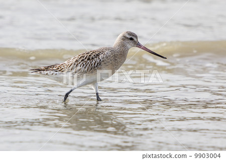 Bar-tailed Godwit (Limosa lapponica) Bar-tailed Godwit (Limosa lapponica) 9903004