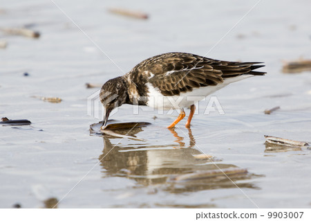 Ruddy Turnstone (Arenaria interpres) Ruddy Turnstone (Arenaria interpres) 9903007