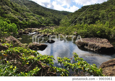 Iriomotejima Urauchi River 9903061