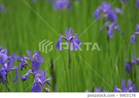 Iris 9903176