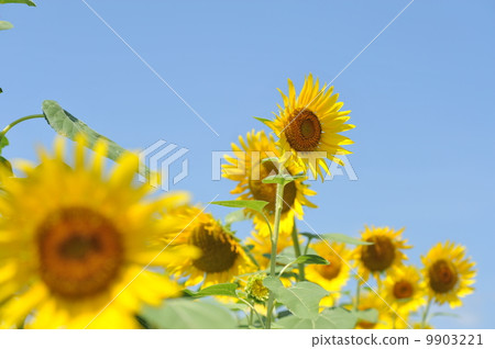Sunflower Sunflower 9903221