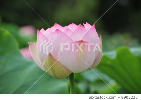 盛開的蓮花 9903223
