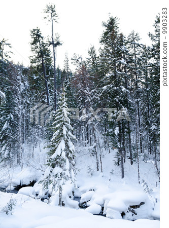 winter forest 9903283