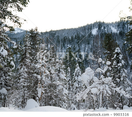 winter forest winter forest 9903316