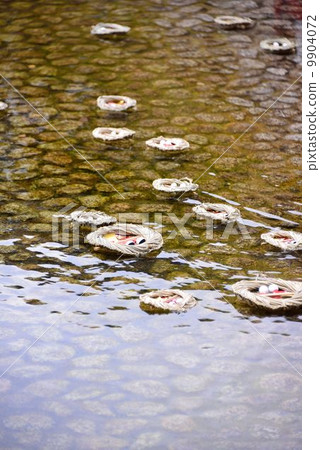 京都下沉的小雞 9904072