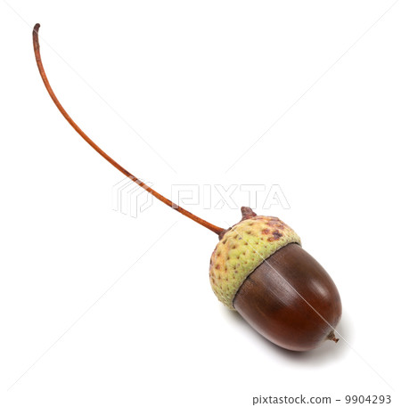 Acorn isolated on white background Acorn isolated on white background 9904293