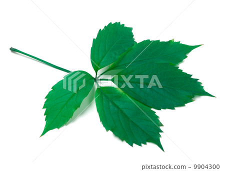 Green virginia creeper leaves on white background 9904300
