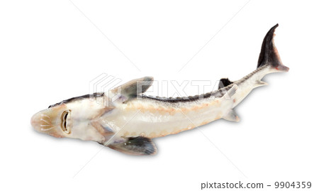 Dead sterlet fish on white background. Dead sterlet fish on white background. 9904359