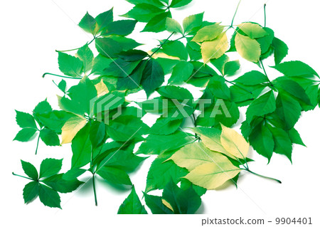Scattered leaves on white background 9904401