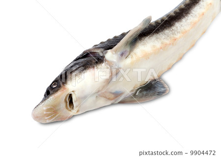 Sterlet fish on white background Sterlet fish on white background 9904472