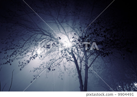 Foggy night Foggy night 9904491