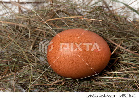 Chicken egg in nest Chicken egg in nest 9904634