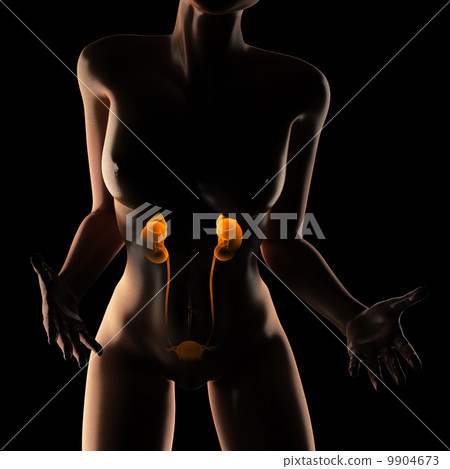 urinary radiography scan 9904673