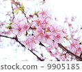 Cherry Blossoms   9905185