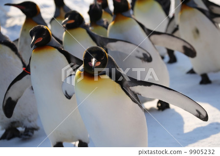Penguin walk 9905232