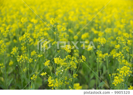 Rape blossoms Rape blossoms 9905320