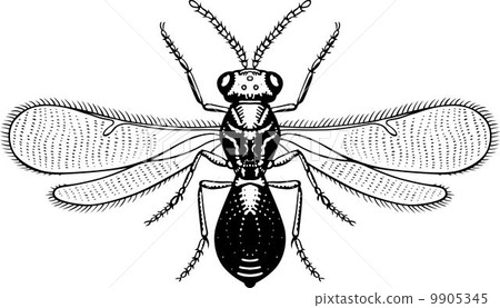 Insect 9905345