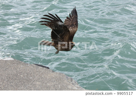 Low altitude flight of a tunto in a fishing port 9905517