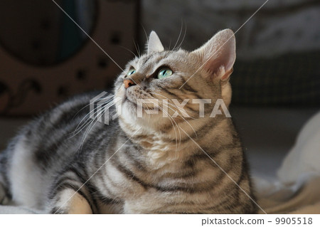 Cat in the middle of the night, looking up at something 9905518