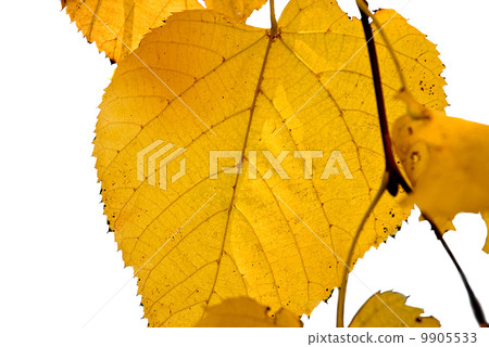 Yellow foliage Yellow foliage 9905533